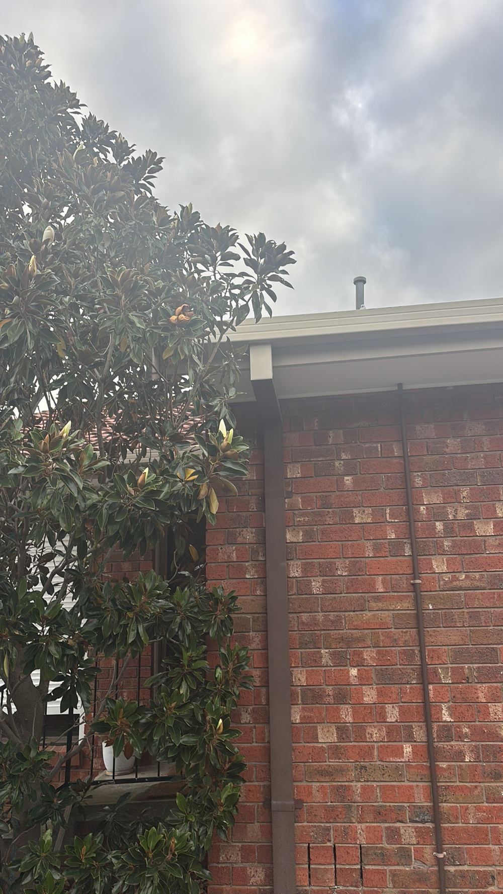 What a pest report can and cannot tell you